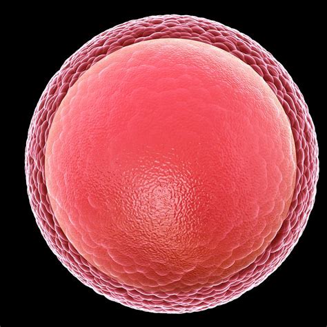 Egg cell